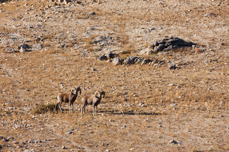 Argali